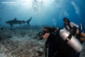 Top 5 Reasons to Dive in Fuvahmulah: The Shark Island of the Maldives