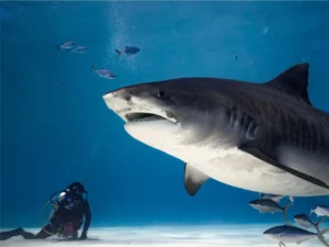 Meet the Giants: Tiger Shark Diving in Fuvahmulah