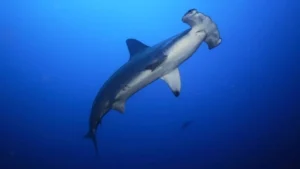 Hammerheads