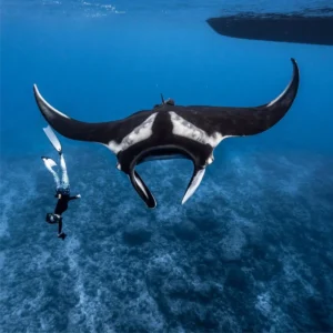 Oceanic Manta