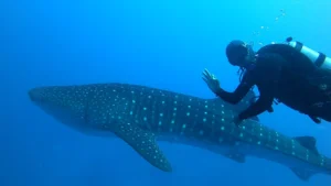 Whale Shark