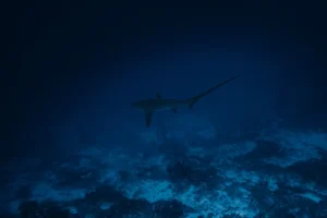 Thresher Shark