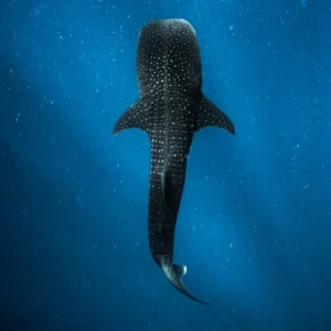 Whale Shark