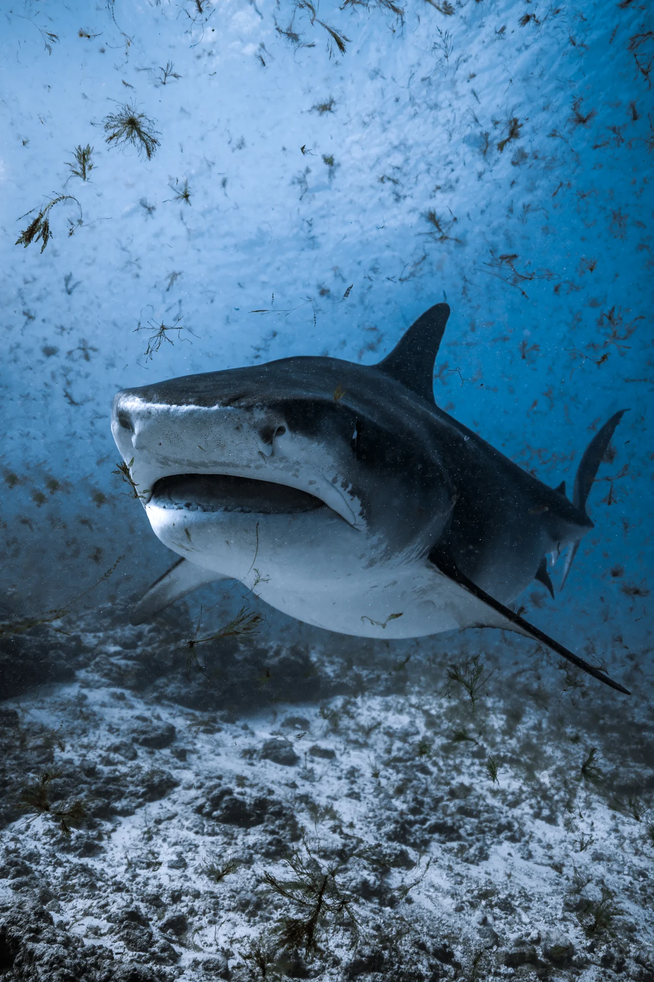 Tiger shark