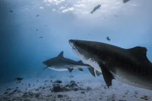 Year-Round Shark Diving in Fuvahmulah