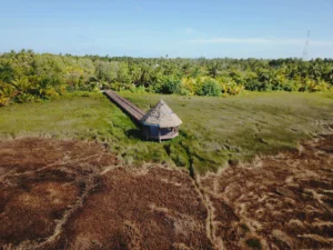 Fuvahmulah’s Mangrove Forest